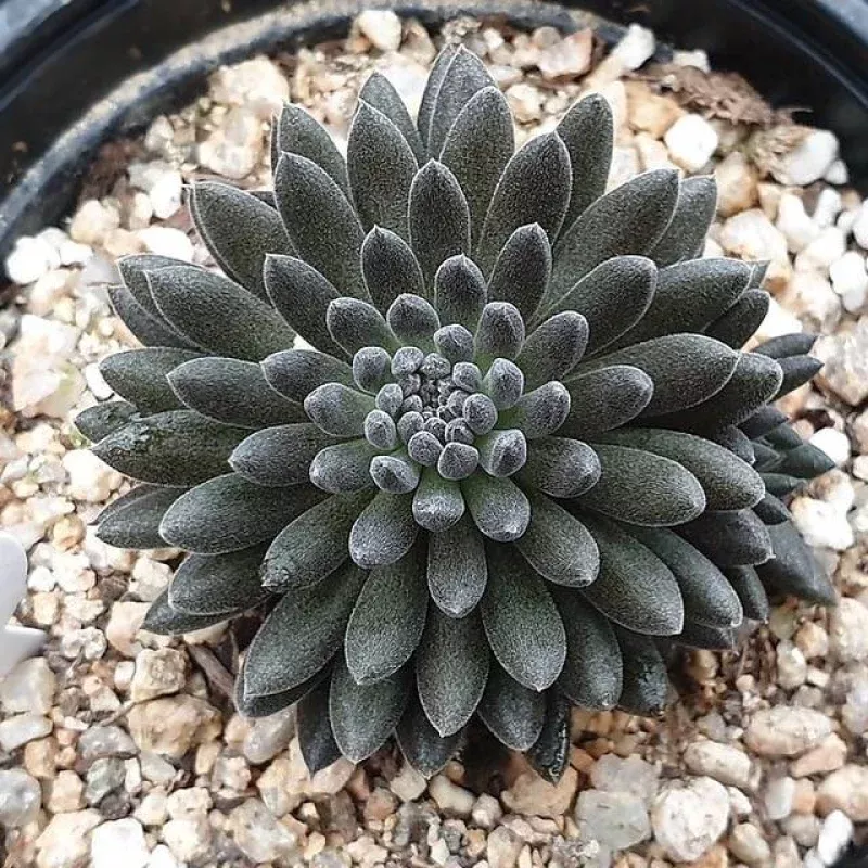 (RESERVED) Sinocrassula Yunnanensis