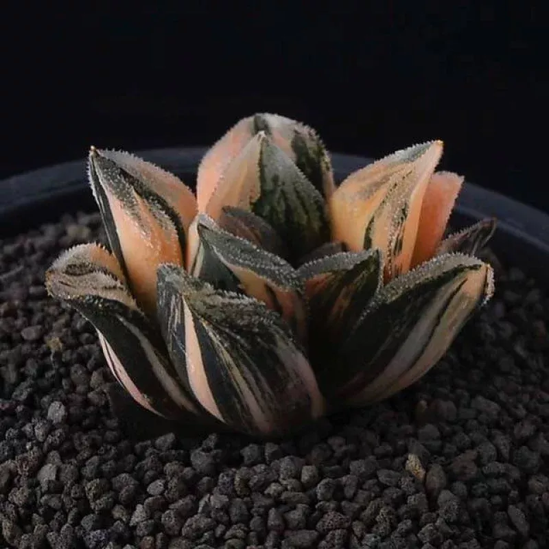 (RESERVED) Tiger Pygmeae