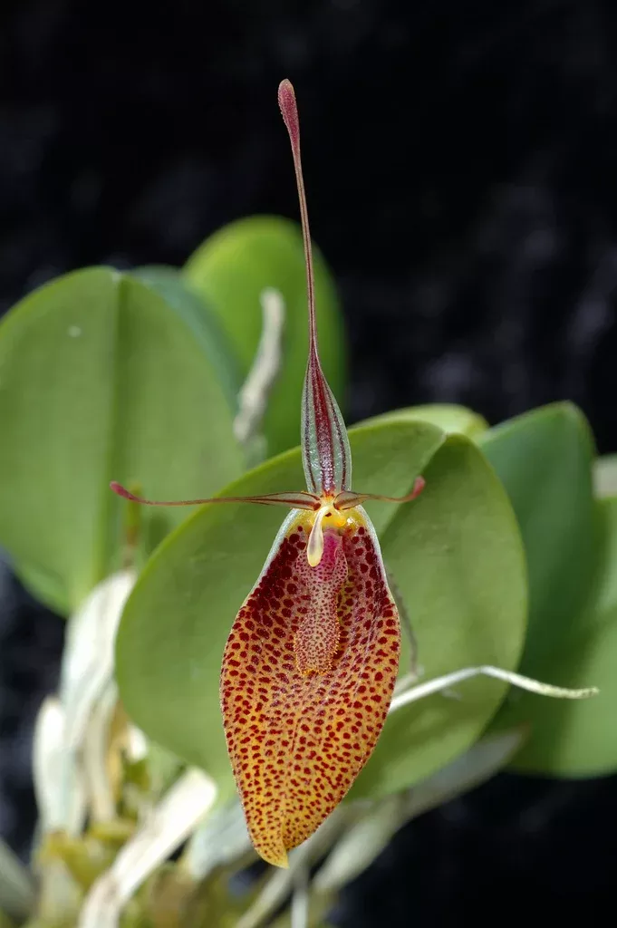 Restrepia tsubotae