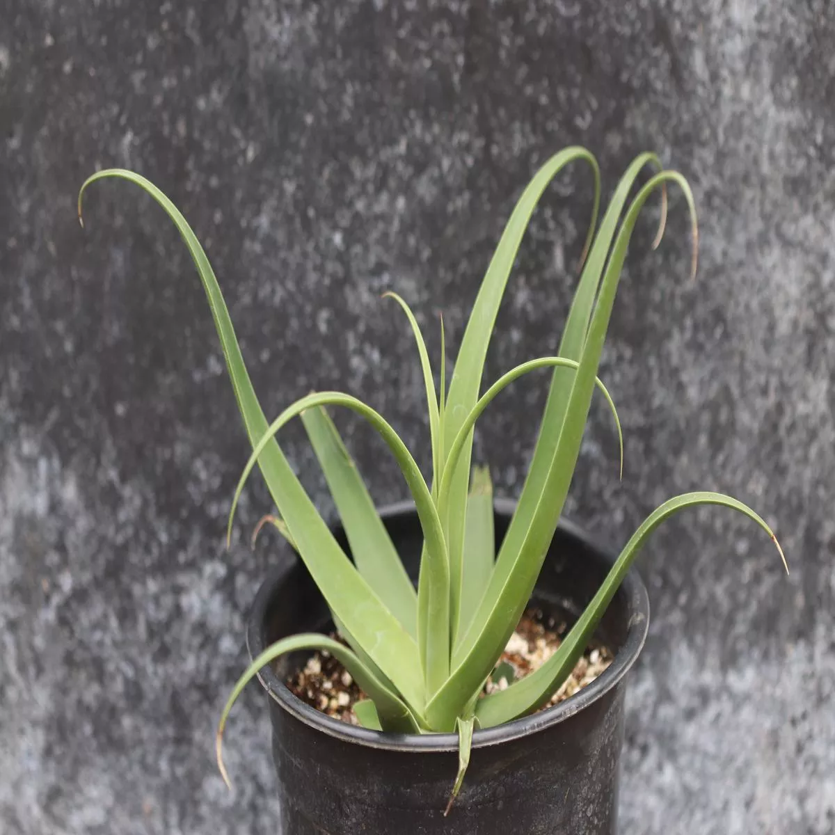 *RETAIL – Agave bracteosa ‘Calamar’