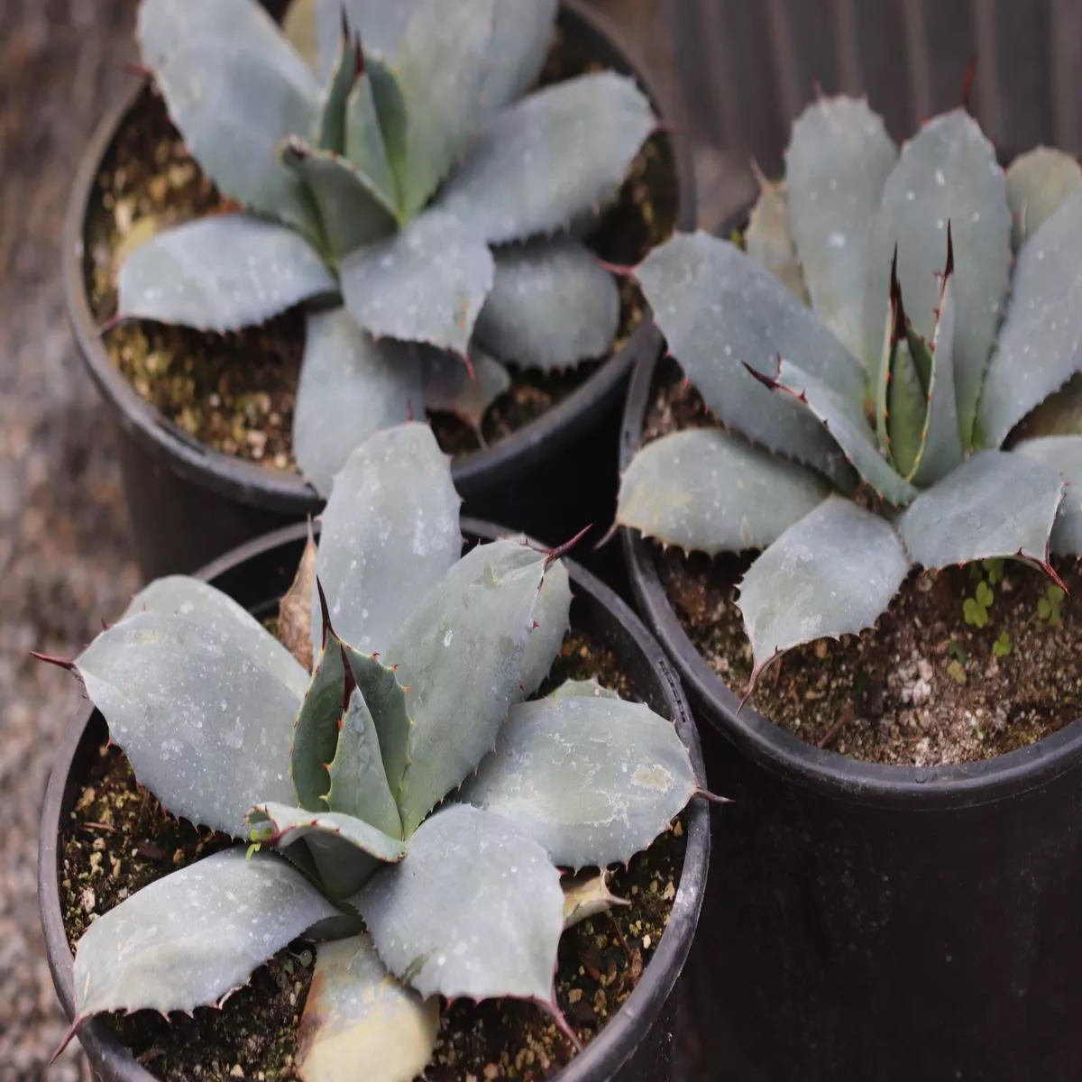*RETAIL – Agave parryi ‘J.C. Raulston’
