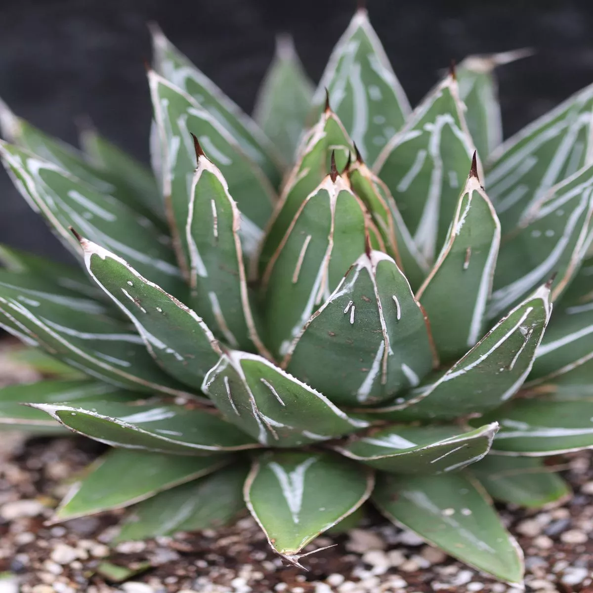 *RETAIL – Agave victoriae-reginae