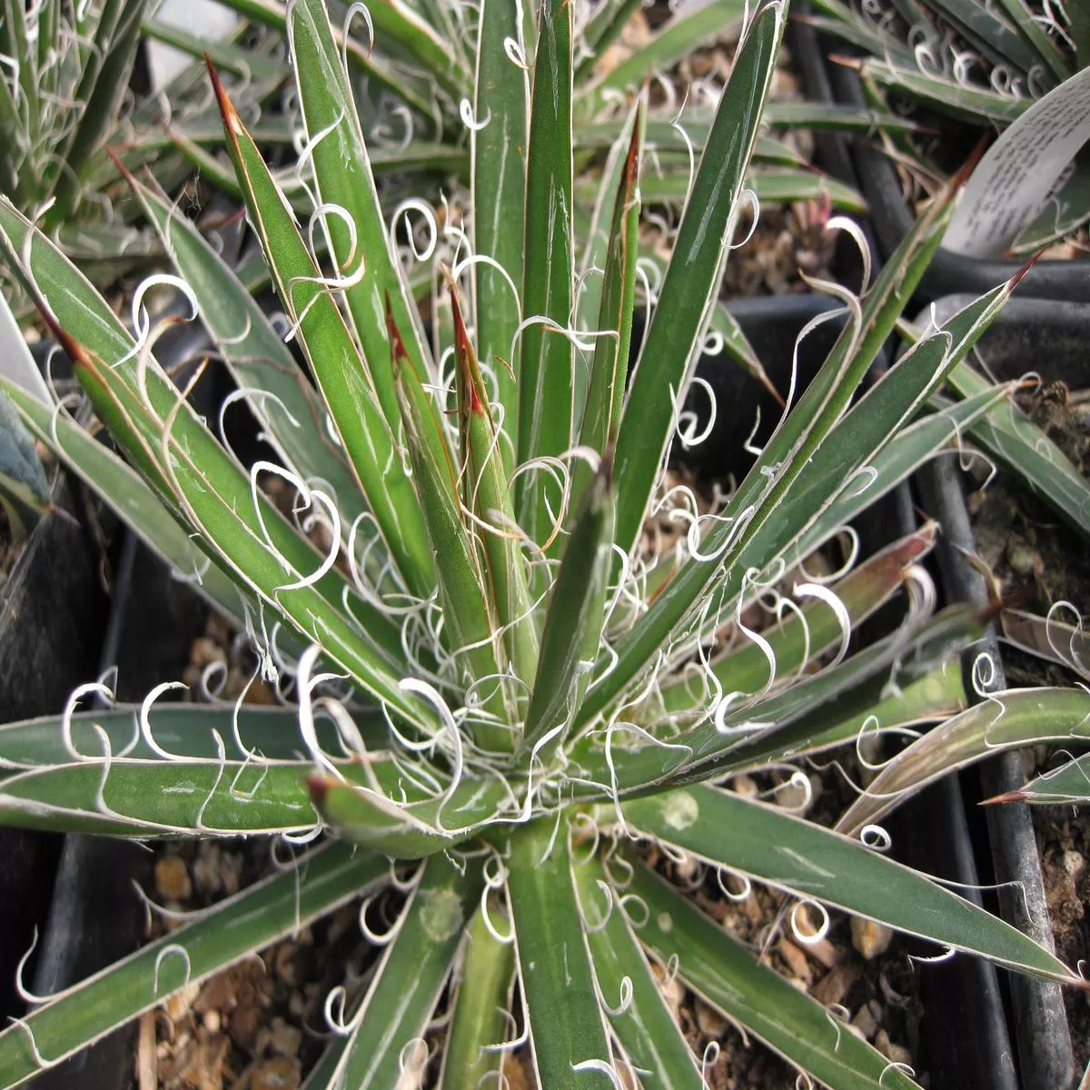 *RETAIL – Agave x leopoldii