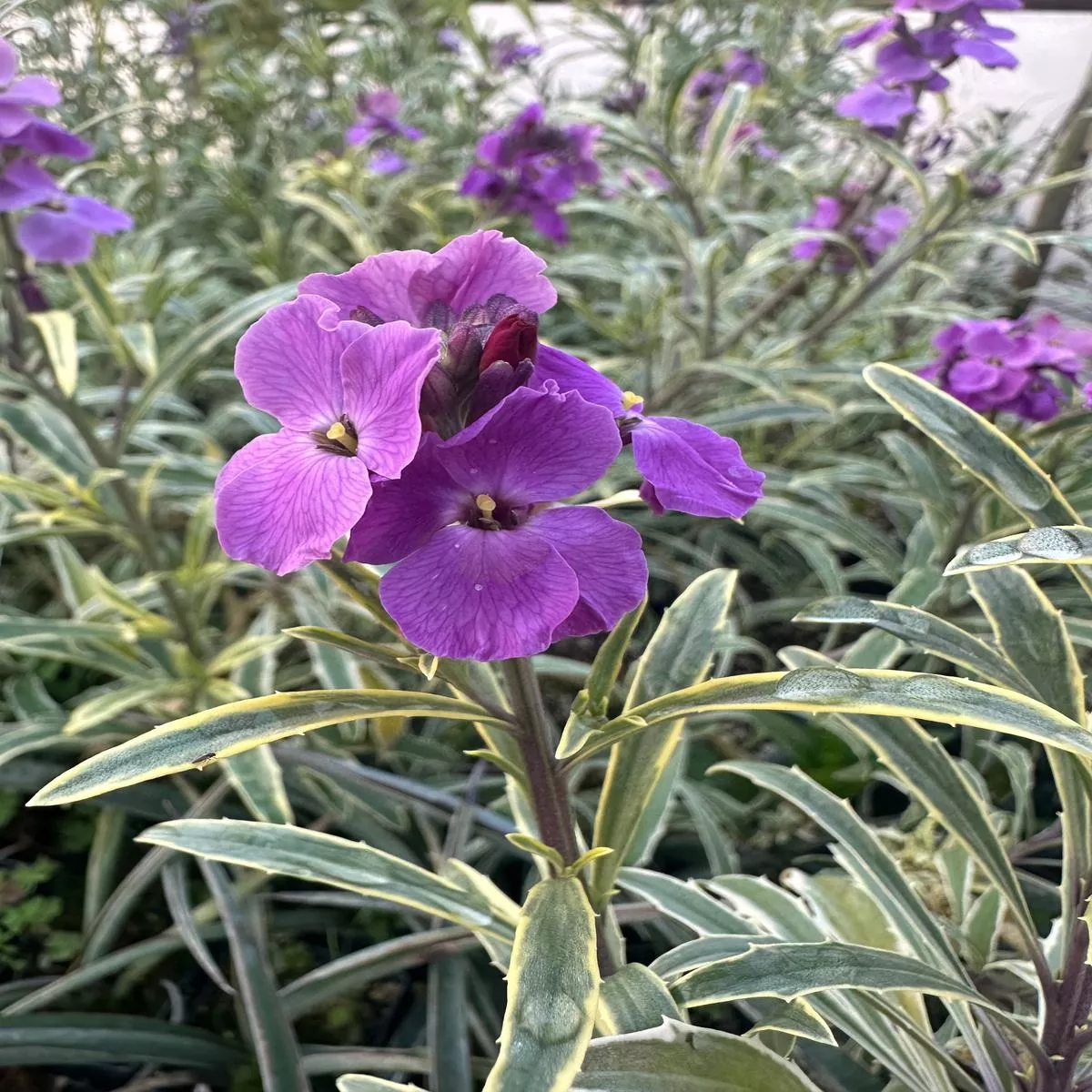 *RETAIL – Erysimum linifolium Variegatum