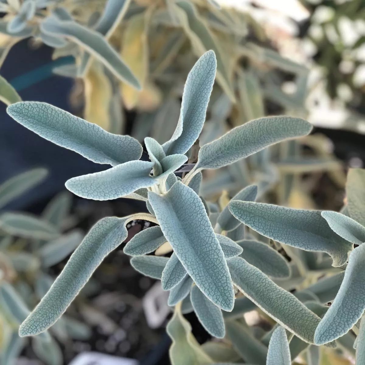 *RETAIL – Phlomis grandiflora [NWRES Garden]