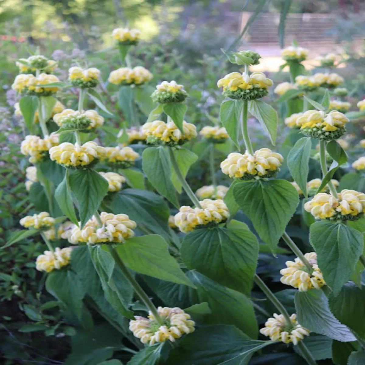 *RETAIL – Phlomis russeliana