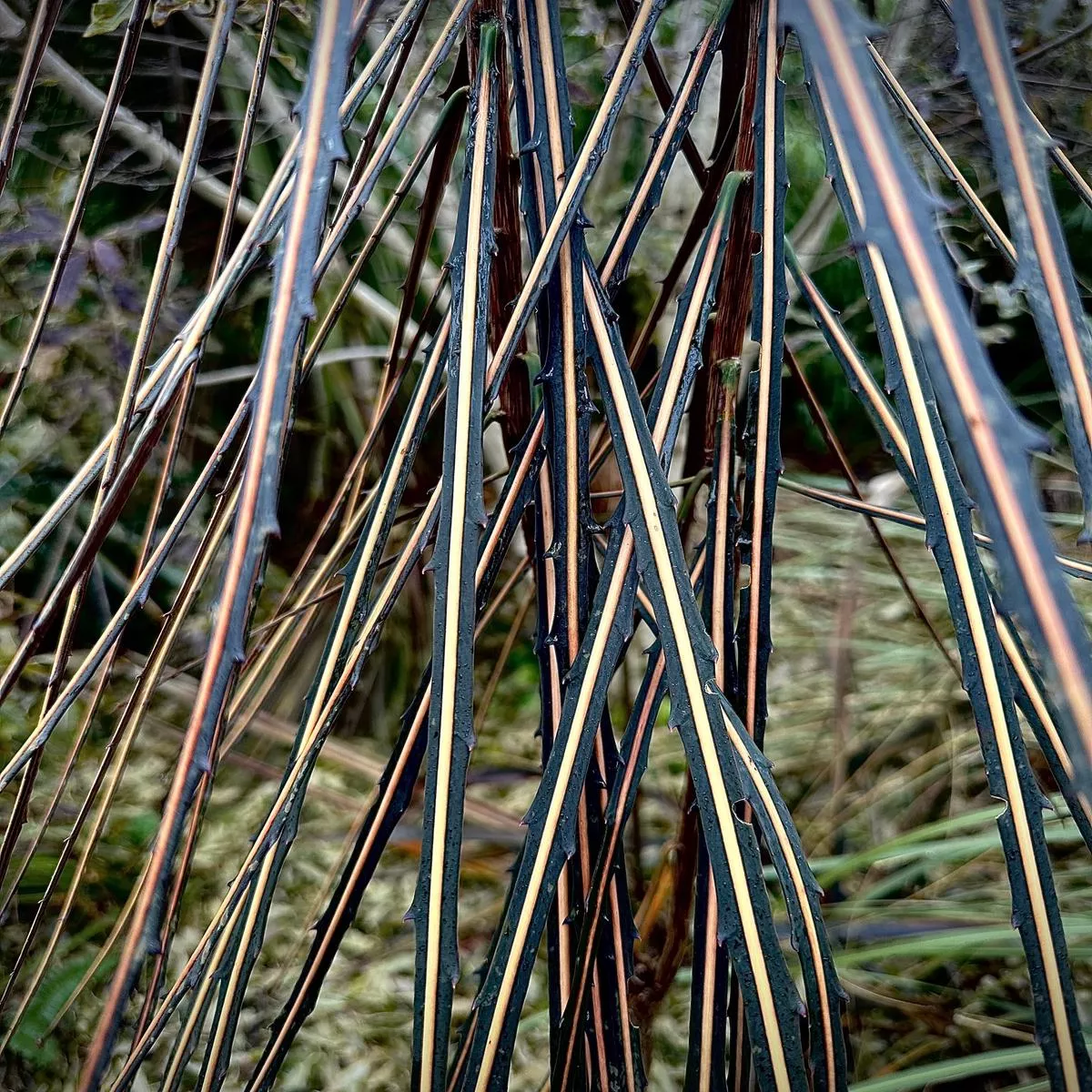 *RETAIL – Pseudopanax crassifolius (dark leaves, cream to salmon mid rib)