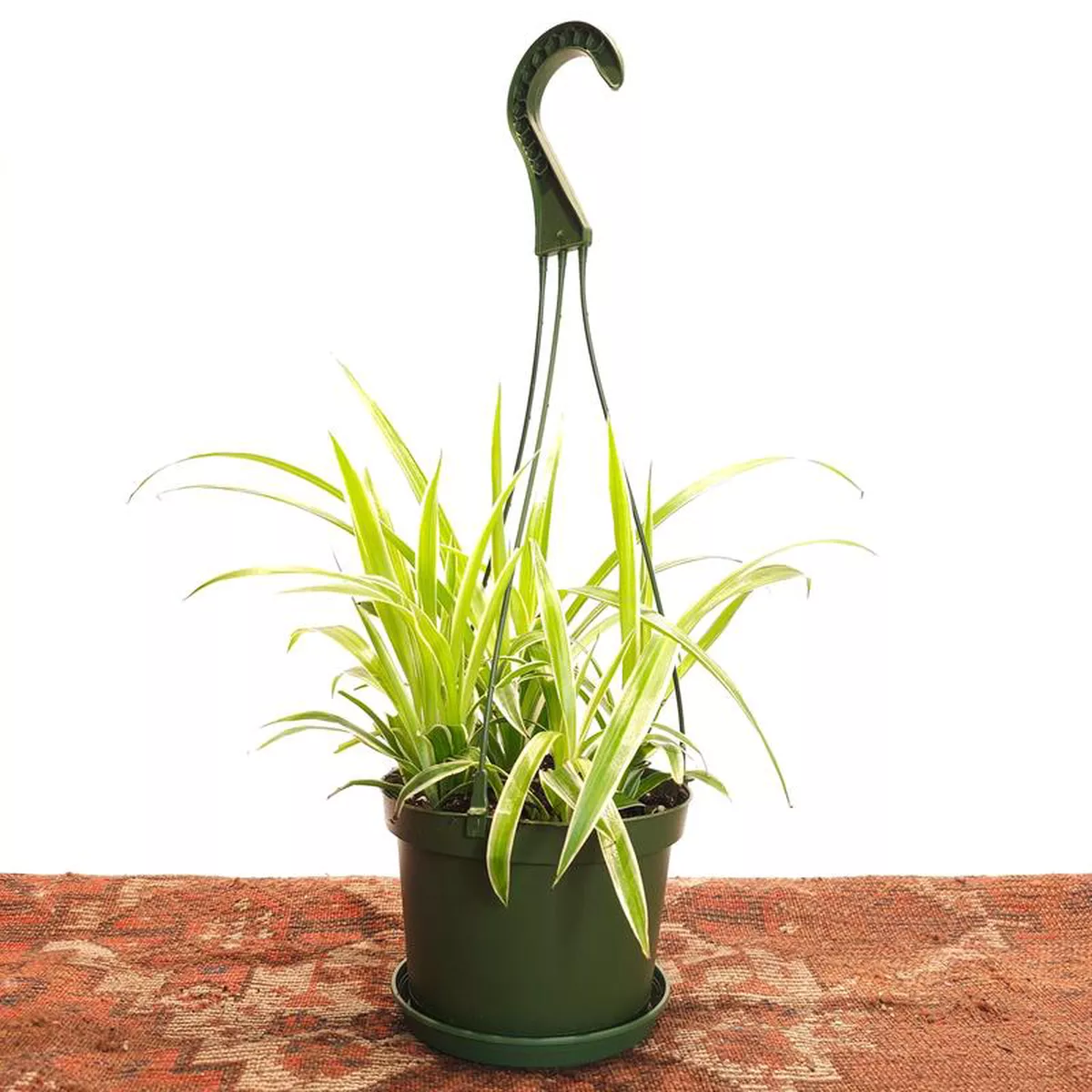 Reverse Variegated Spider Plant: Chlorophytum comosum6 inch hanging basket