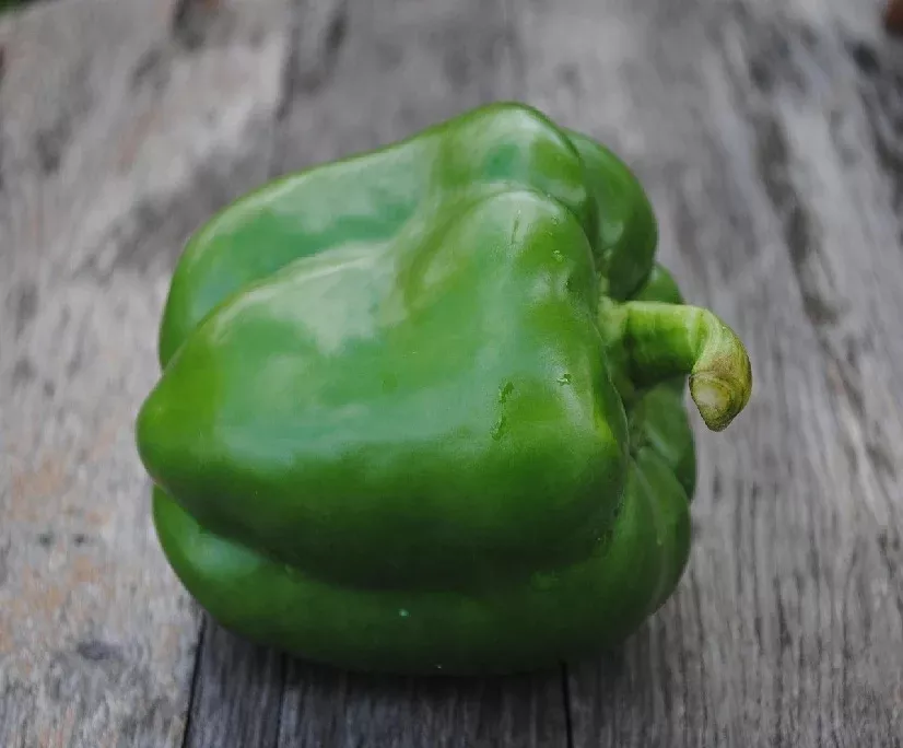 Revolution Bell Pepper Green /Red