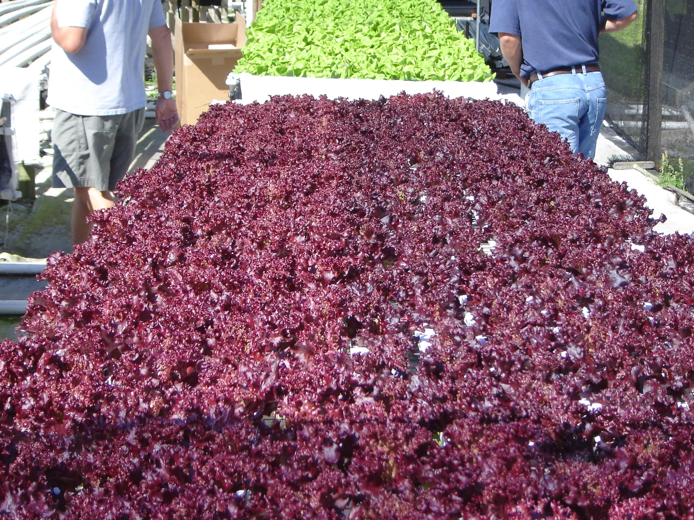 Revolution F1Lollo Rossa Lettuce, pelleted seed