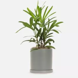 Rhaphis Palm - Medio