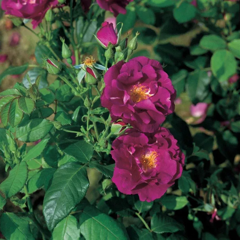 ‘Rhapsody in Blue’ Floribunda Rose