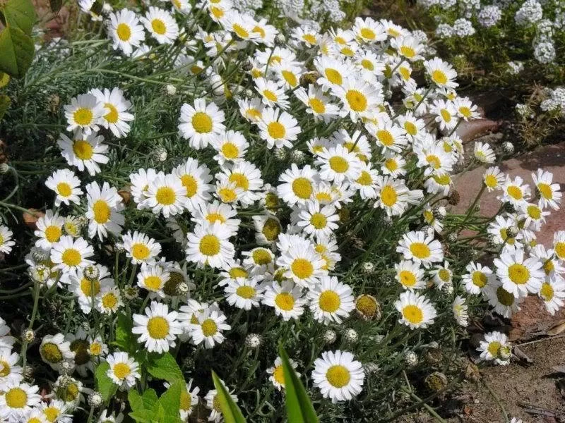 Rhodanthemum species – Moroccan Daisy