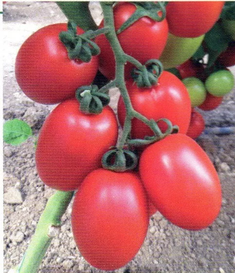 Rimrock F1 Roma Tomato