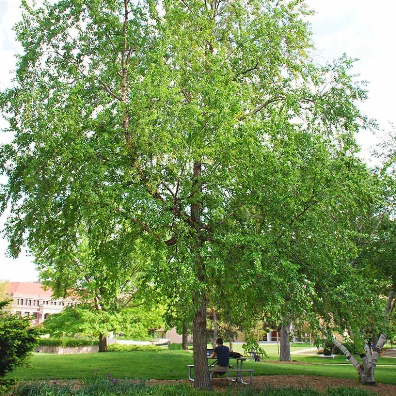 River Birch Live Tree 1218 Tall - Bareroot Betula nigra - Hardy Deciduous Tree for Zones 49 - Ornamental Shade Tree
