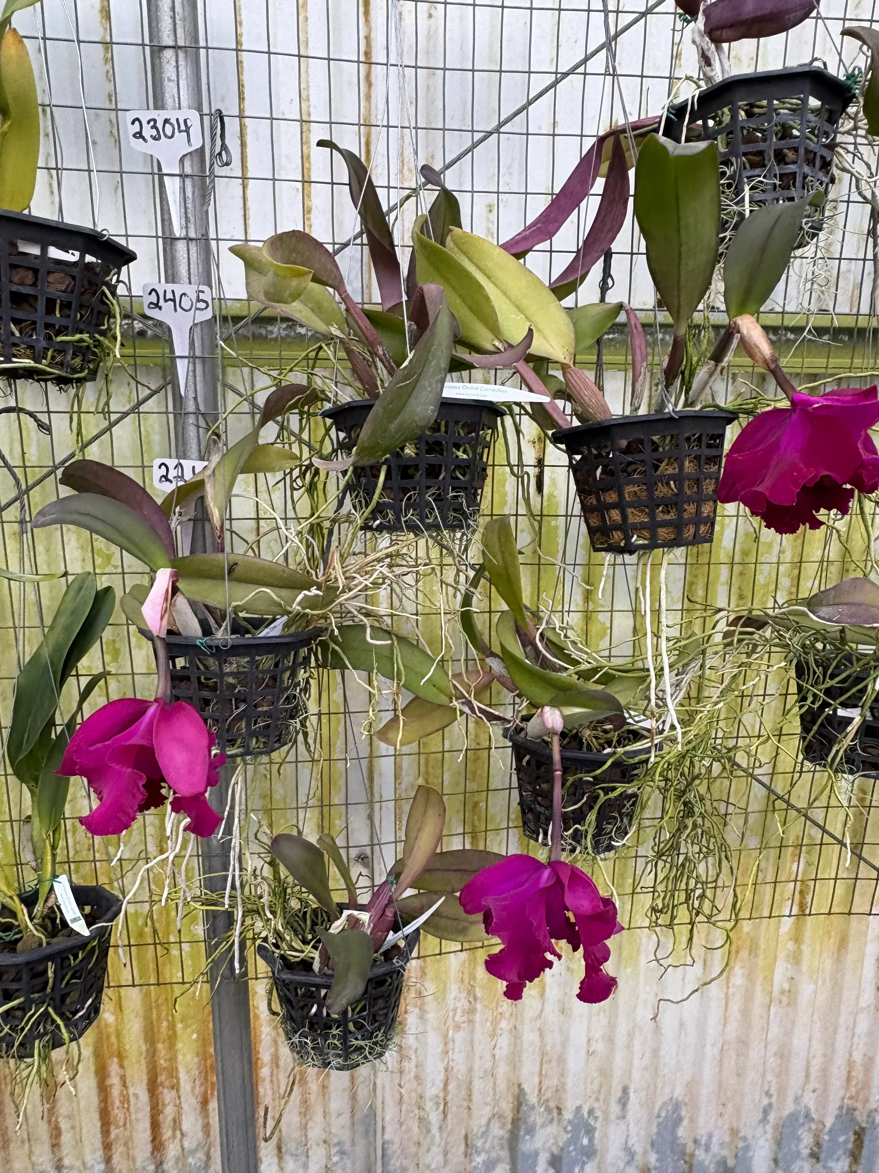 Rlc. Caotun Beauty