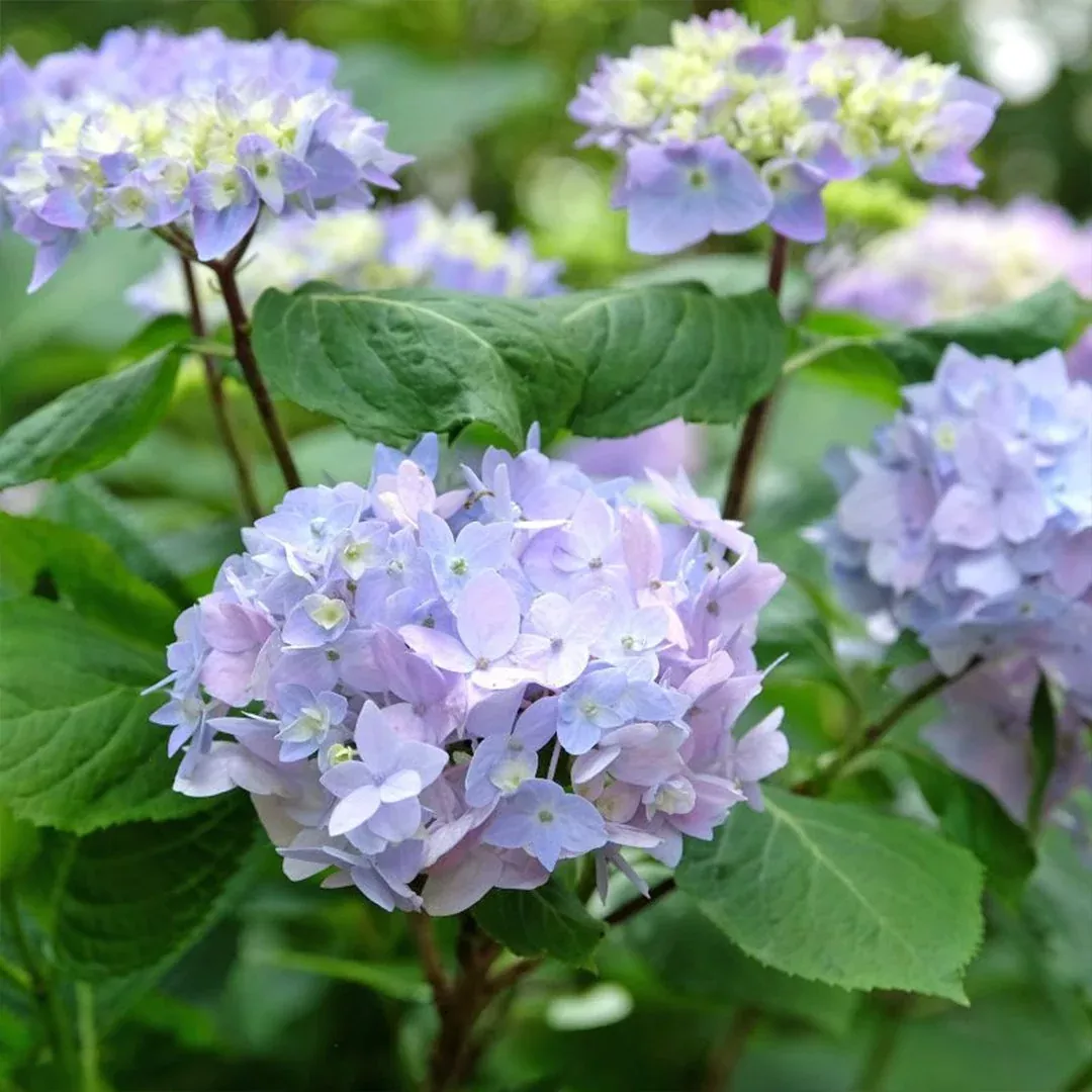 Rock-N-Roll Hydrangea – Color-Changing Blue or Pink Mophead (H. macrophylla)