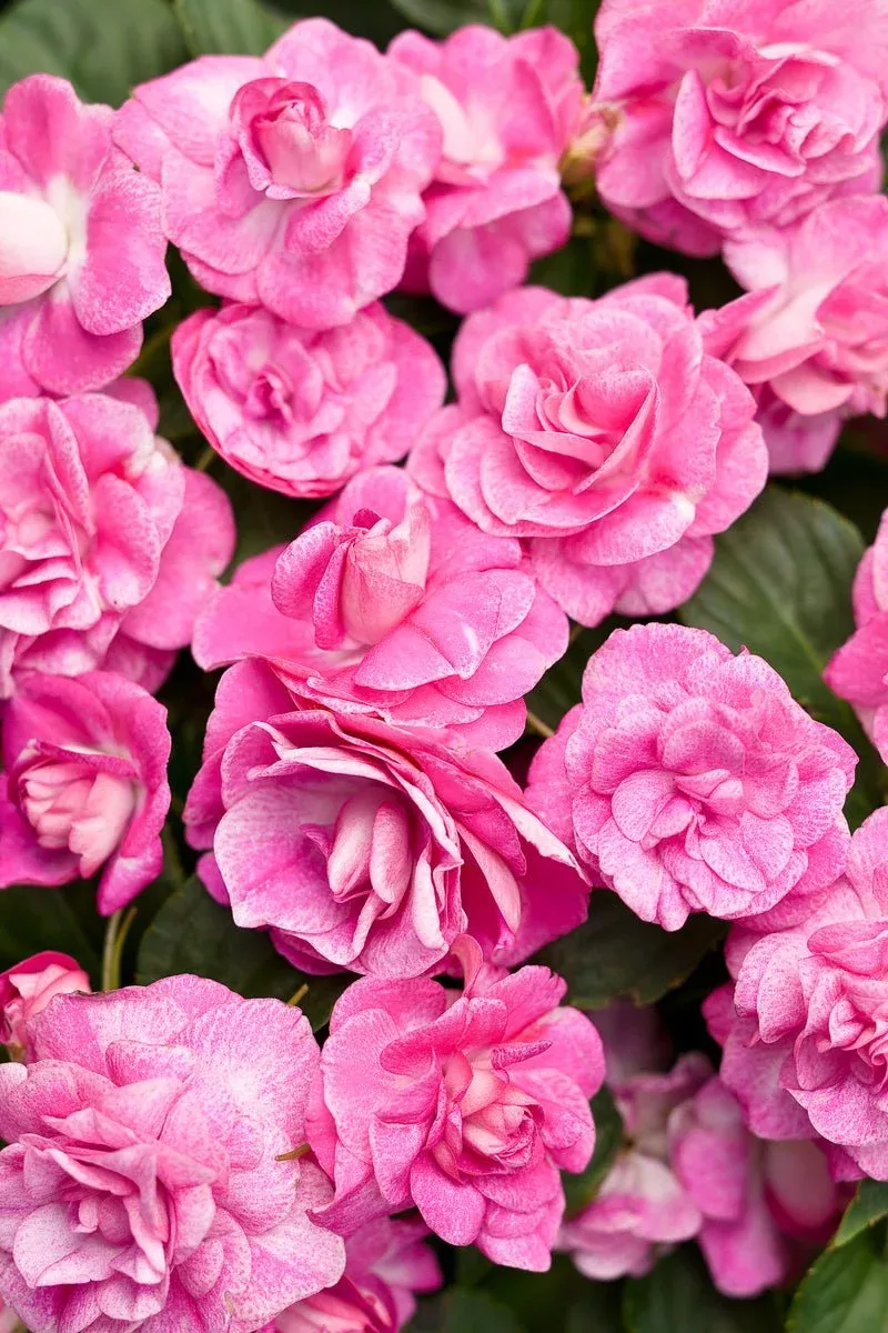 Rockapulco Rose Impatiens