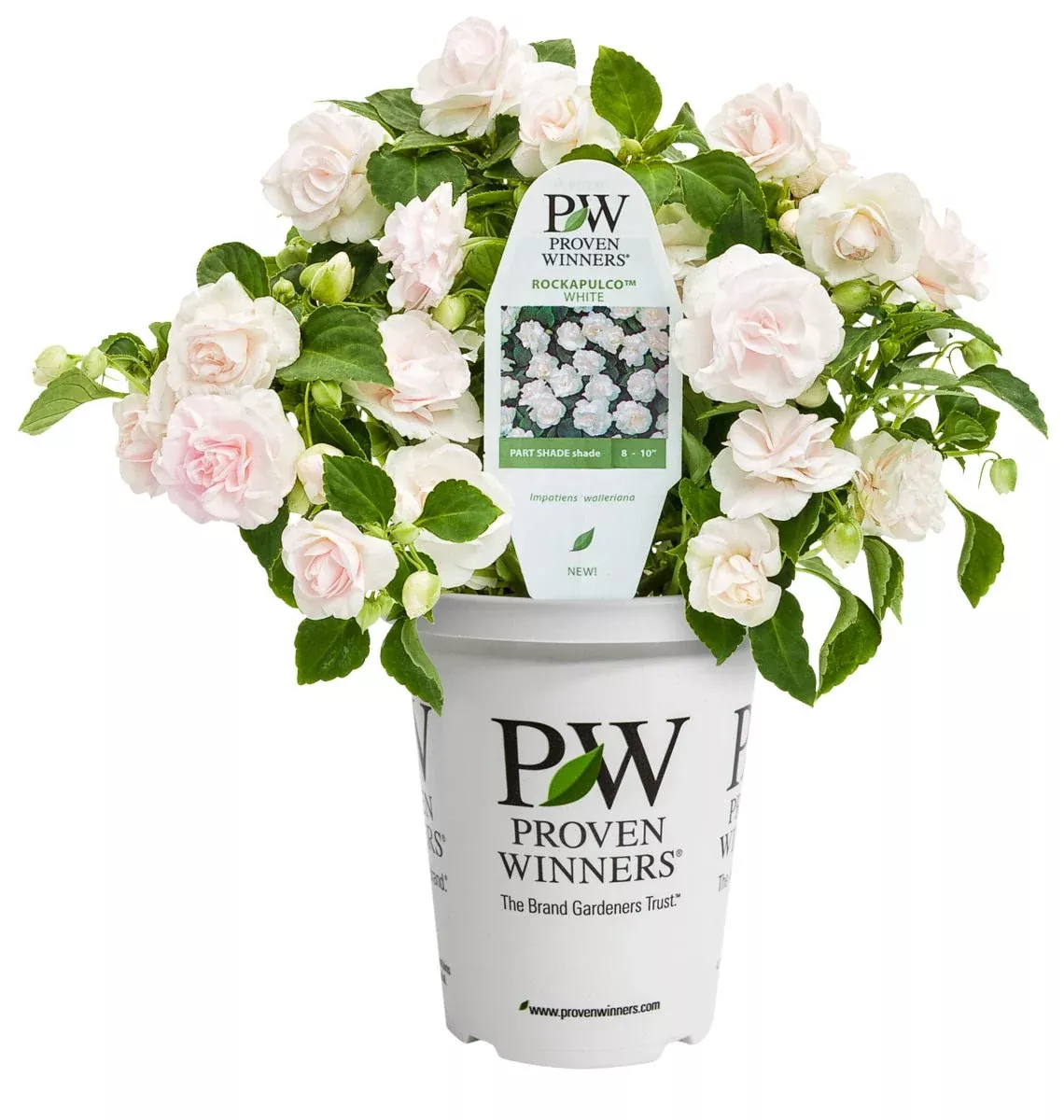 Rockapulco White Impatiens