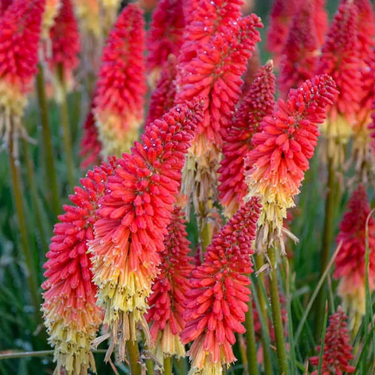 Rocket's Red Glare Red Hot Poker