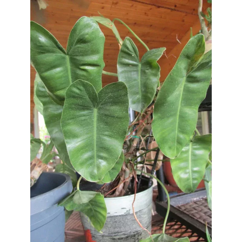 Rooted Cuttings - Large Leaf Arrowhead Philodendron - Philodendron sagittifolium