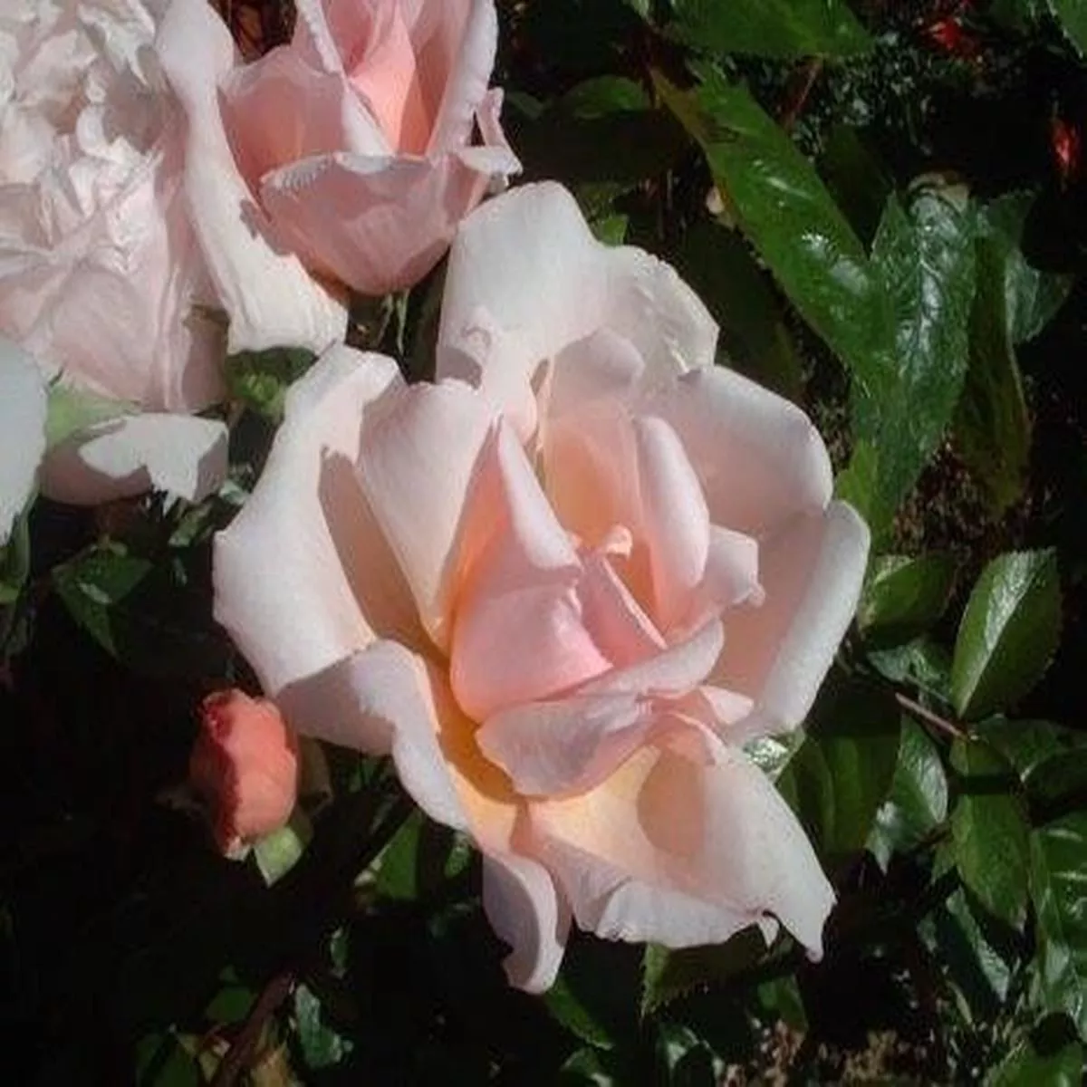 Rosa AlbertineRambling Rose