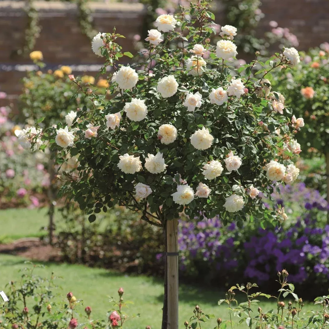 Rosa ‘KORfloci01’ Veranda Cream Floribunda Rose – Tree Form