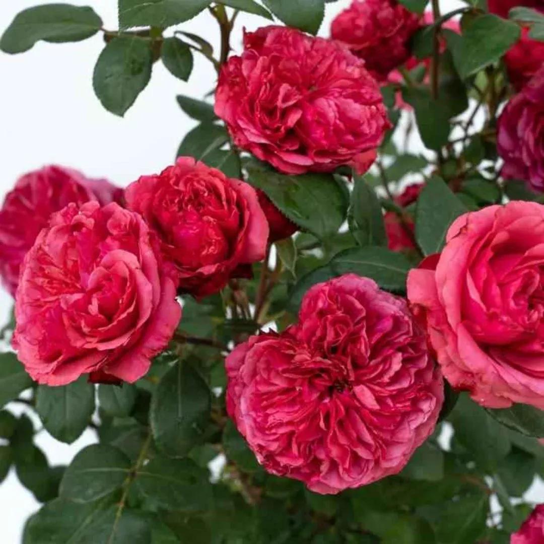 Rosa ‘Meicatess’ Love Me, Love Me Not Hybrid Tea Rose