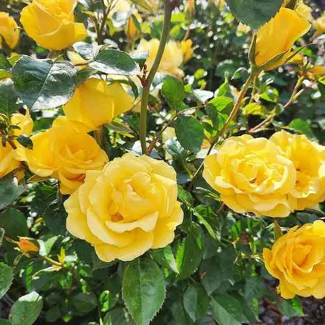 Rosa ‘Meilanycid’ Gilded Sun Floribunda Rose – Tree Form