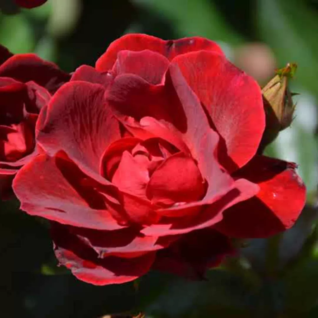 Rosa ‘Meitraligh’ Brick House Floribunda Rose