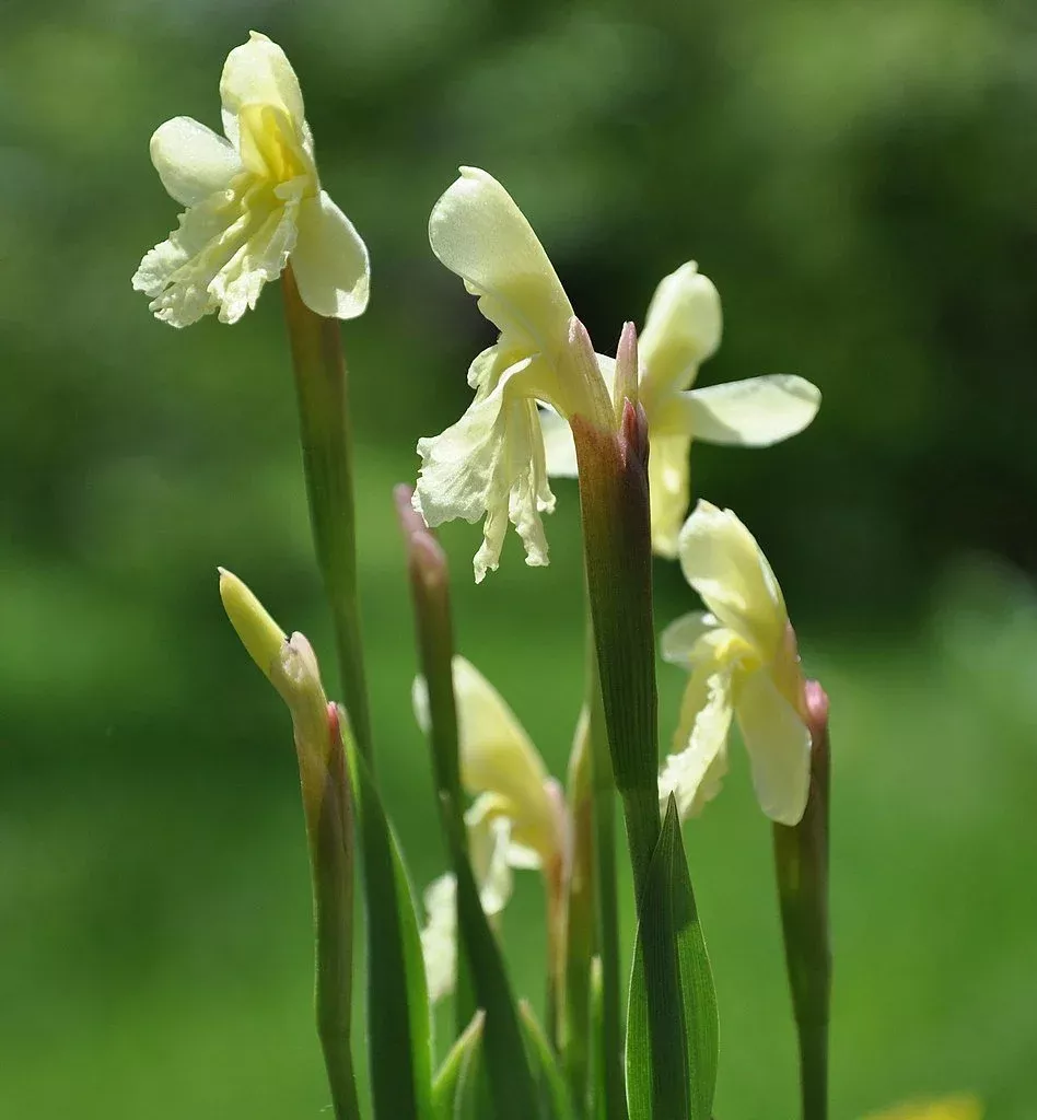 Roscoea cautleyoides | orchid roscoea