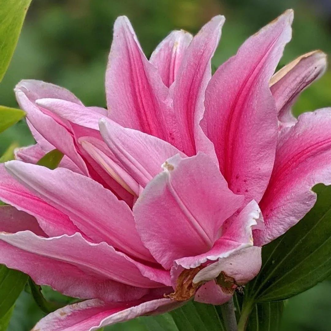 Rose lily Belonica- Colours Sugar Pink
