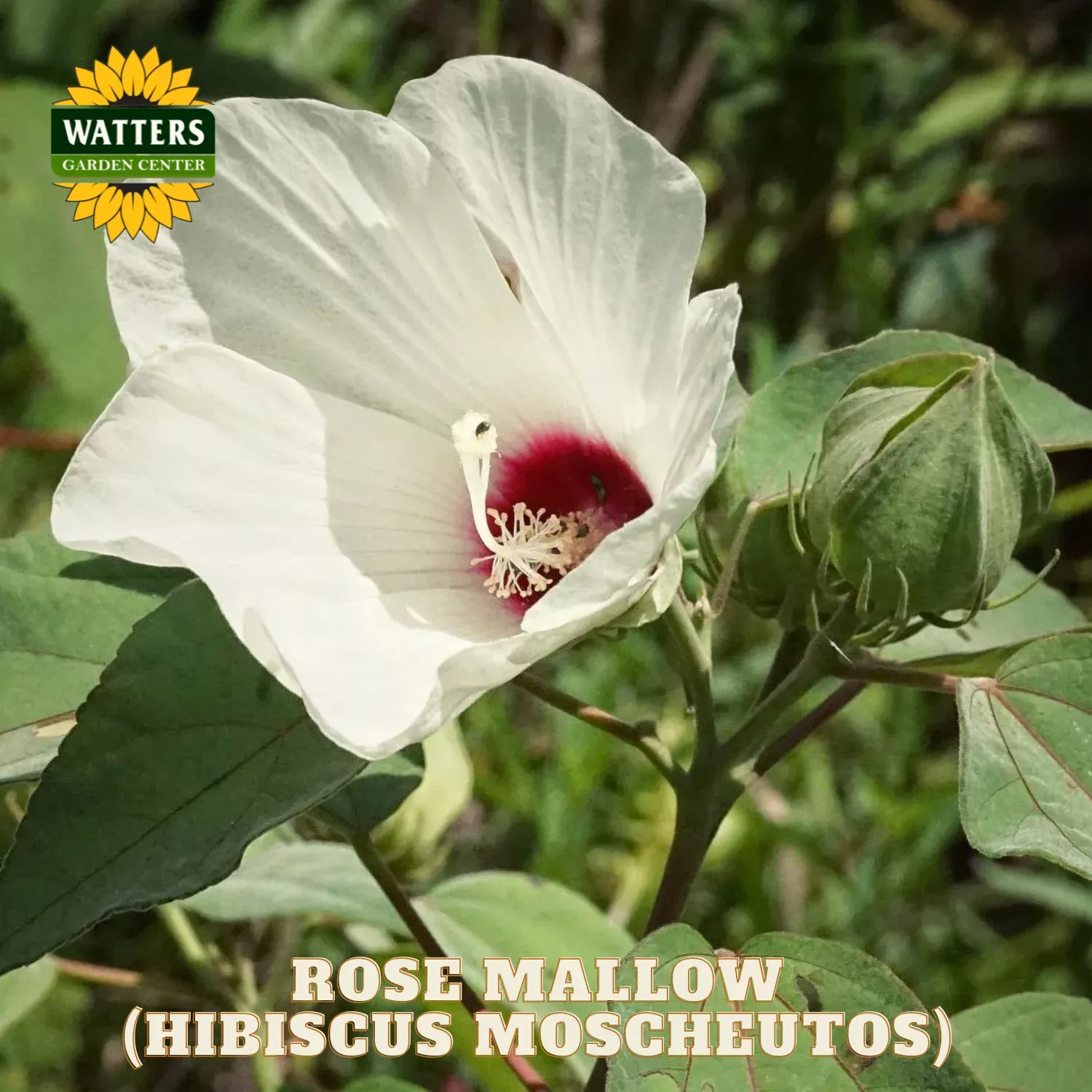 Rose mallow (Hibiscus moscheutos) – 1 gallon