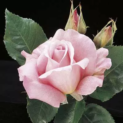 (ROSE TIFFANY) – 3 gallon