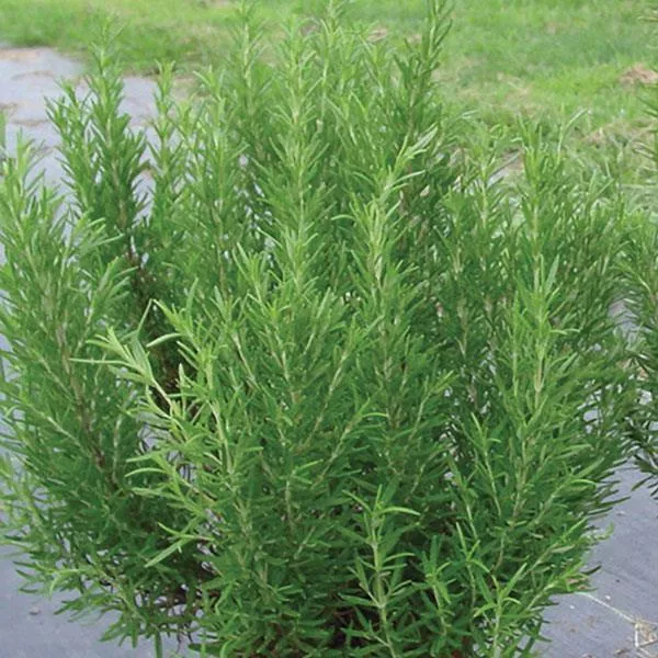 Rosemary Barbecue - 4.33