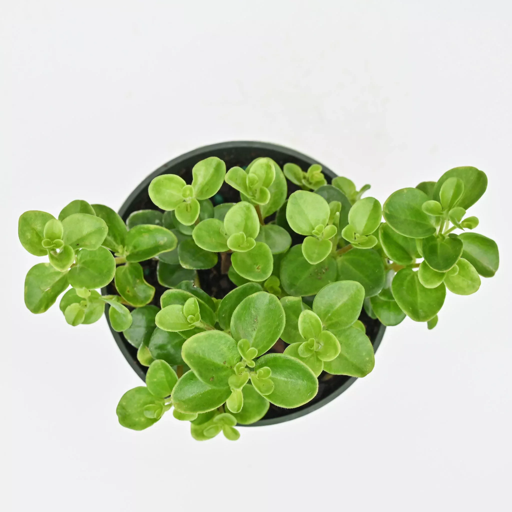 Round Leaf Peperomia | Peperomia Rotundifolia