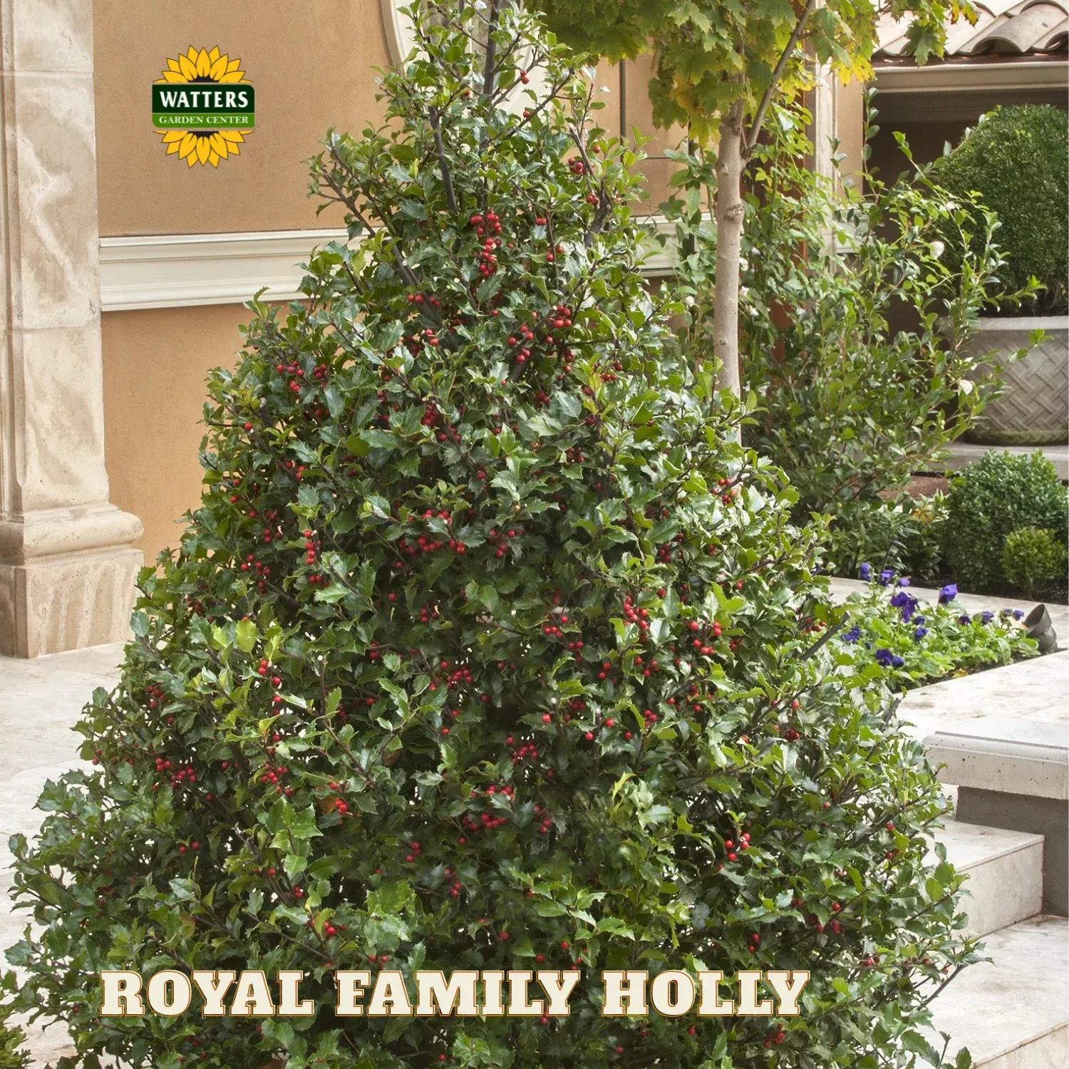 Royal Family (Blue Prince/Blue Princess) Holly (ILEX ROYAL FAMILY-PRINCE/PRINCESS) – 3 gallon 15″