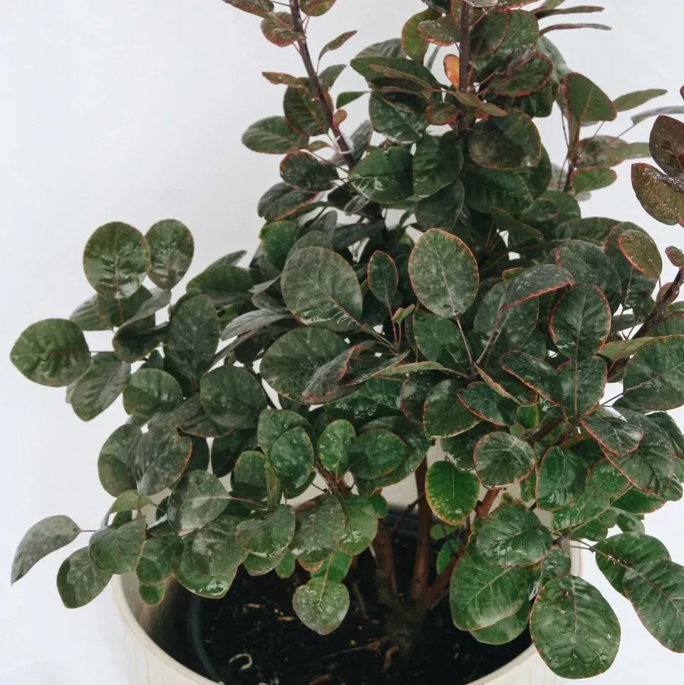 Royal Purple Smokebush