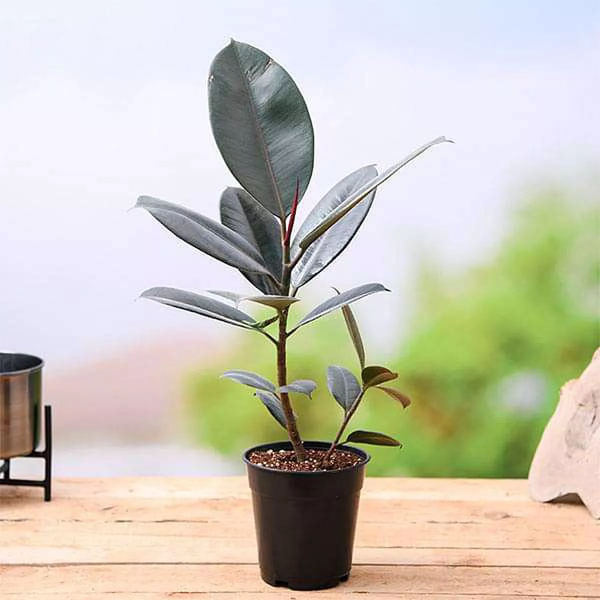 Rubber Tree, Rubber Plant, Ficus elastica (Black Prince, Burgundy) – Plant