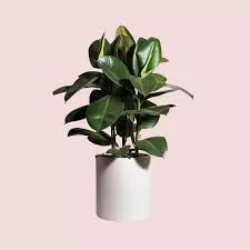 Rubber Tree