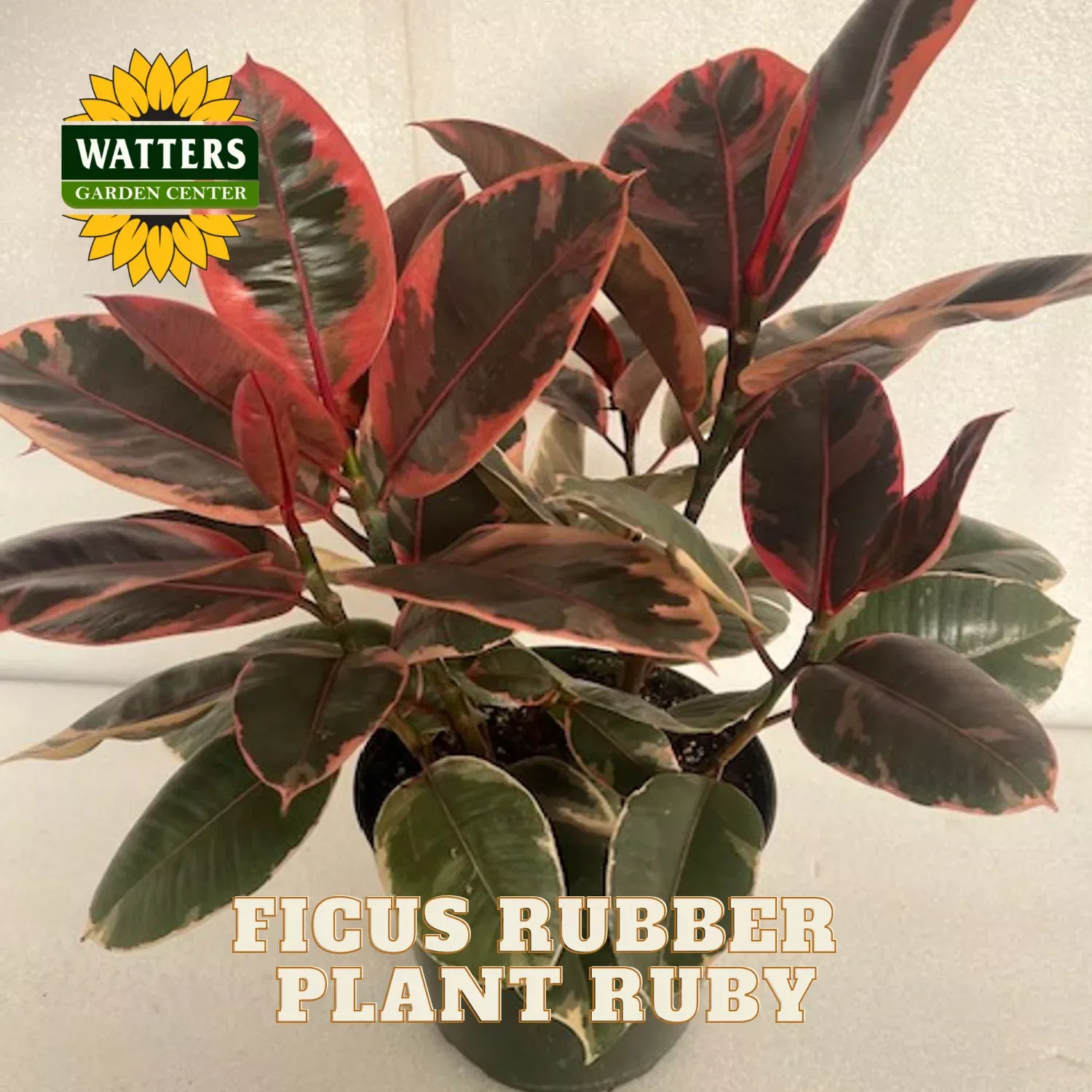 RUBY RUBBER PLANT 10in