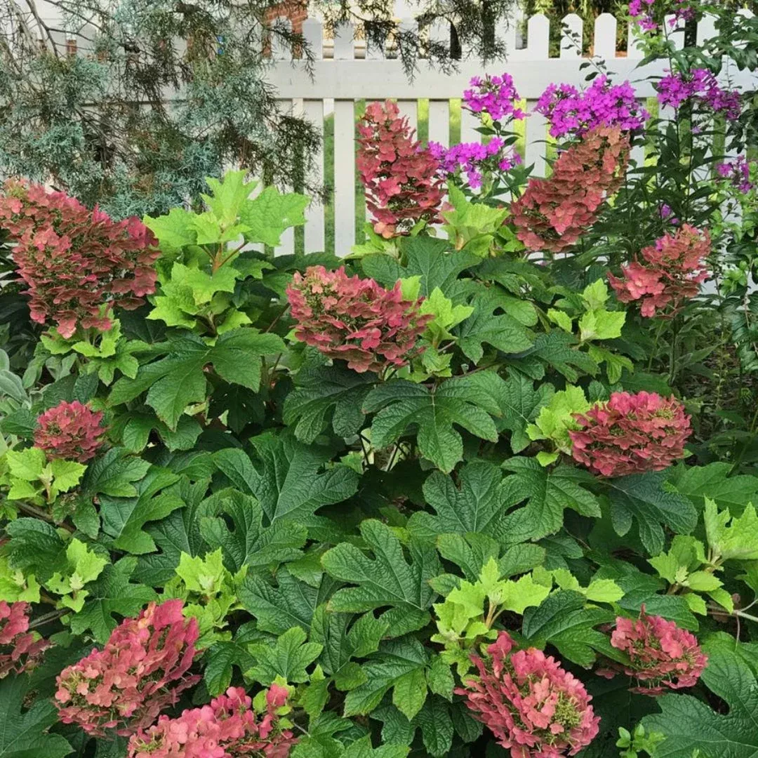 Ruby Slippers Oakleaf Hydrangea – White to Deep Rose Native (H. quercifolia)