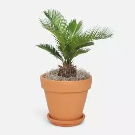 Sago Palm - Medio