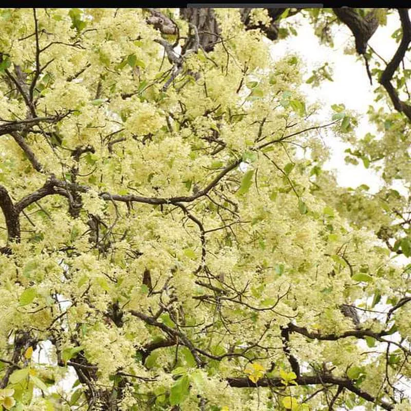 Sal, Tree of Moola Nakshatra, Sagittarius or Dhanu Rashi – Plant