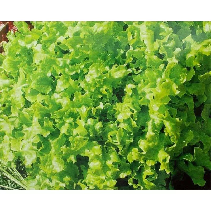 Salad Bowl Lettuce Seed - Fresh Lettuce Seed for Home Gardening - Lactuca sativa