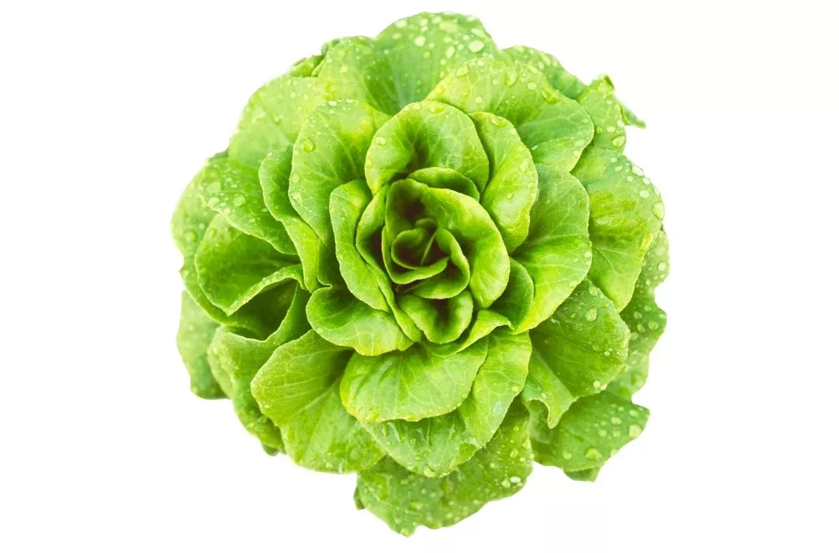 Salanova Butterhead Green Lettuce