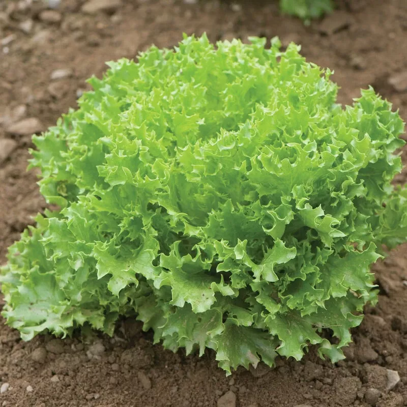 Salanova Green Sweet Crisp