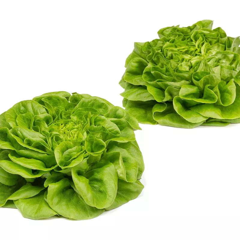Salanova Hydroponic Green Butter