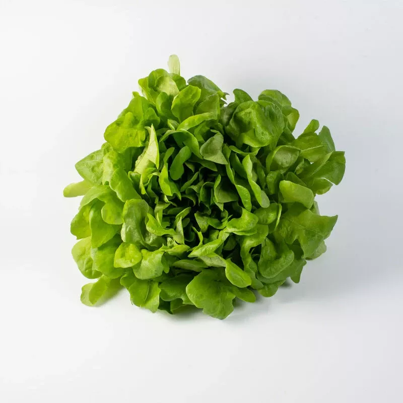 Salanova Hydroponic Green Oakleaf