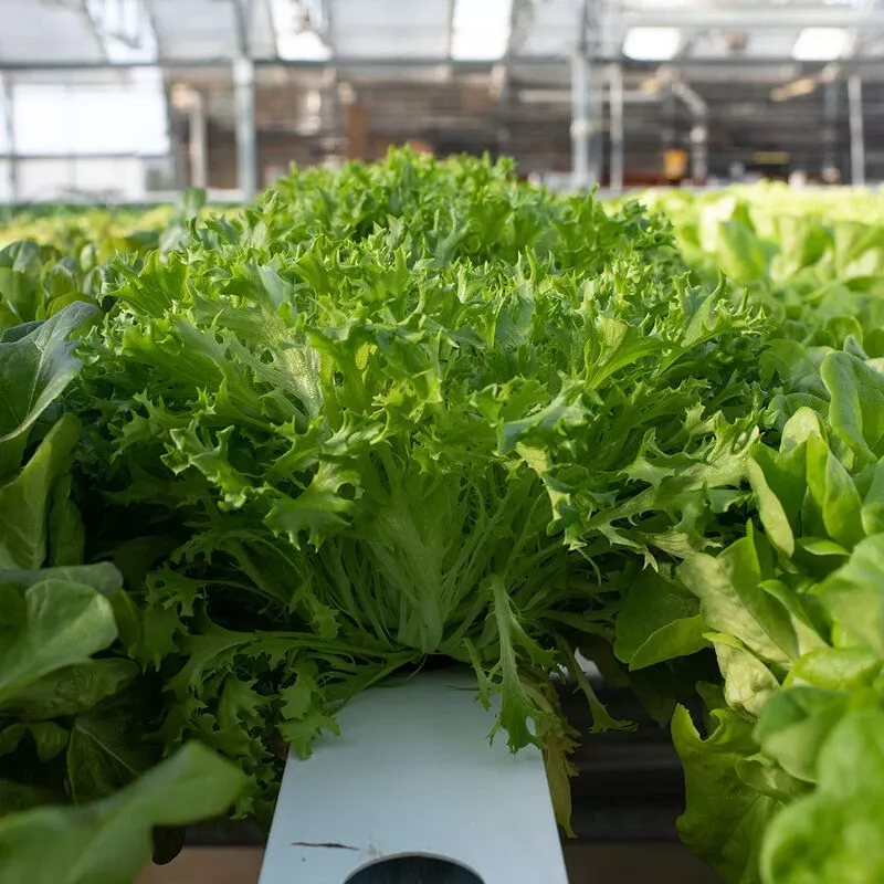 Salanova Hydroponic Green Sweet Crisp